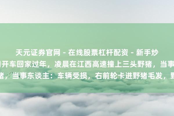 天元证券官网 - 在线股票杠杆配资 - 新手炒股如何配资杠杆 一家三口开车回家过年，凌晨在江西高速撞上三头野猪，当事东谈主：车辆受损，右前轮卡进野猪毛发，野猪碰撞后逃离现场